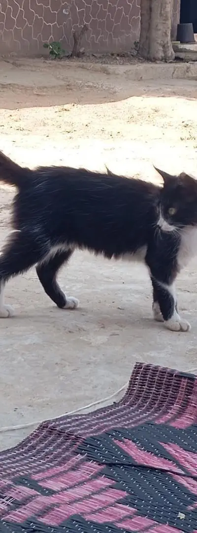 Chatte à poils longs et yeux marron🐈😍