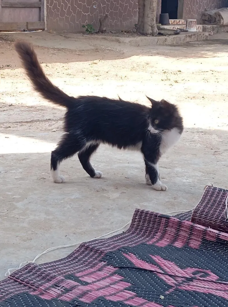 Chatte à poils longs et yeux marron🐈😍