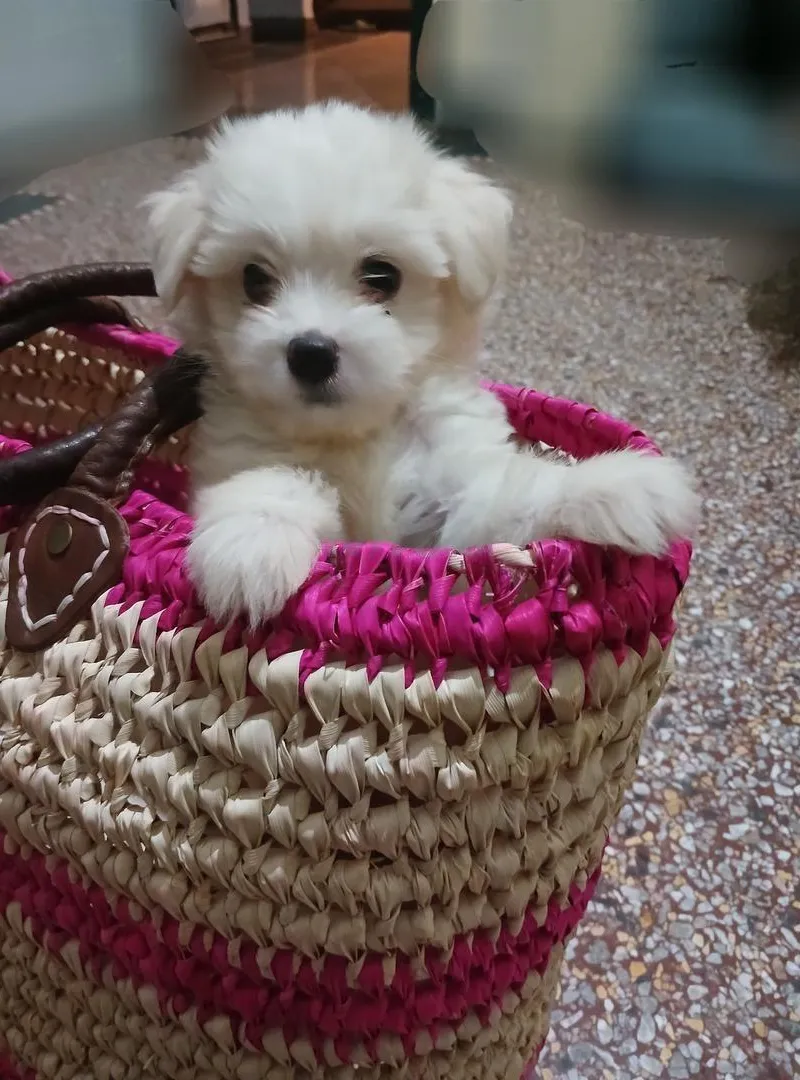 Bichon Maltais pure race
