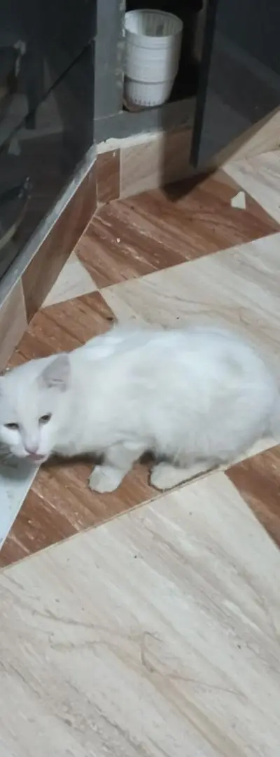 Grand chat blanc