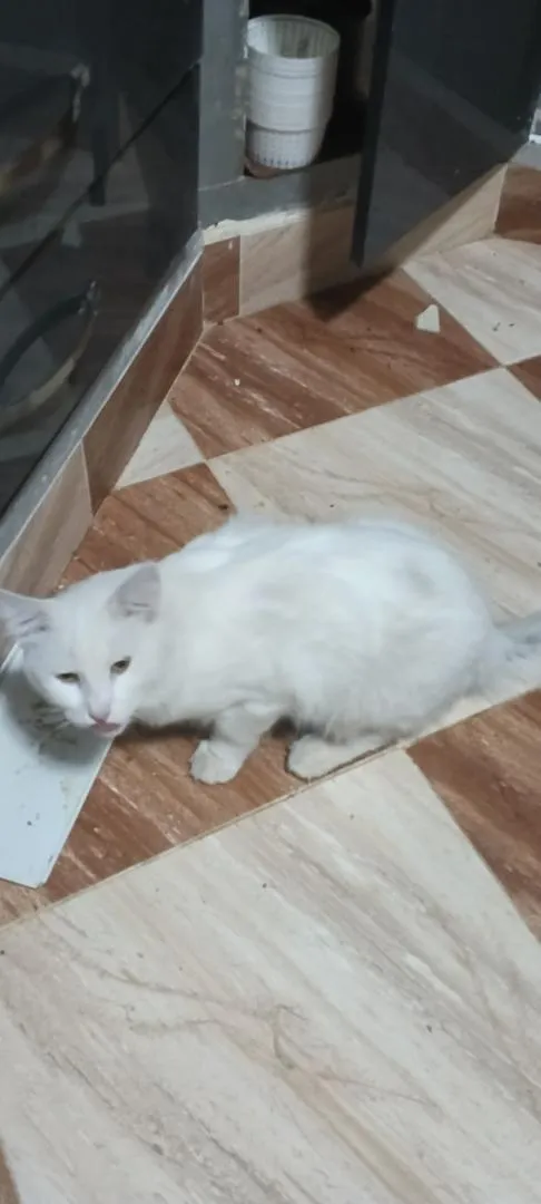 Grand chat blanc