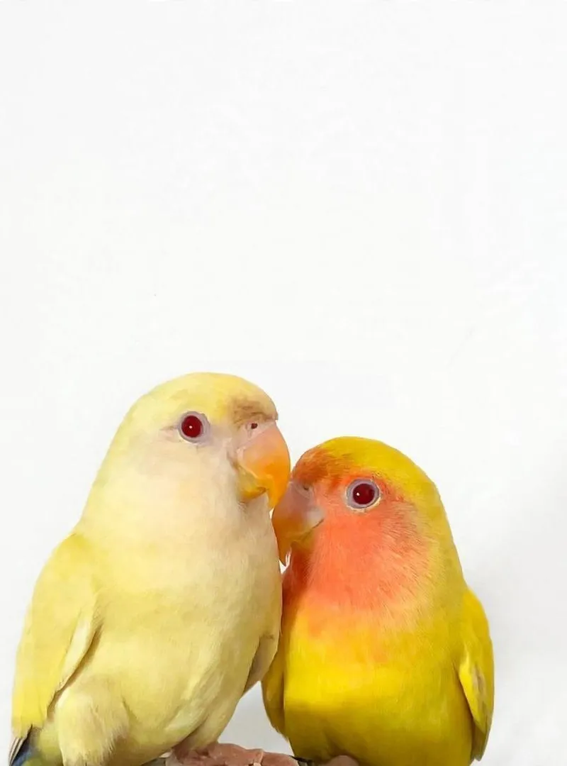 Couple Rose Lutino 3 Mois Yeux Rouge - Skhirat