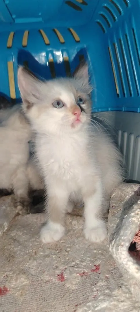 Chatte siamoise Ragdoll âgée de deux mois