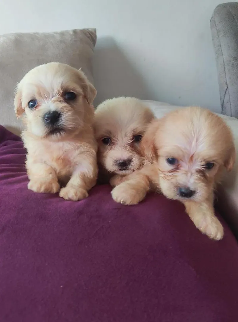 Bichon Maltais