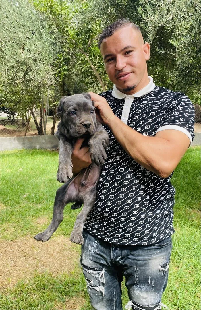 Cani corso avec dekeri
