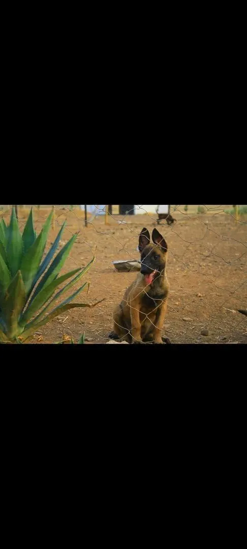 Femelle Malinois à vendre