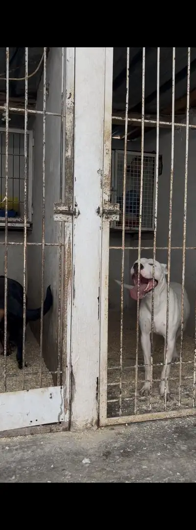 Femelle dog argentin à vendre