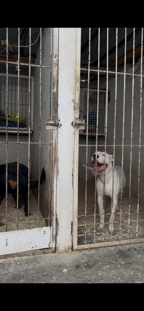 Femelle dog argentin à vendre