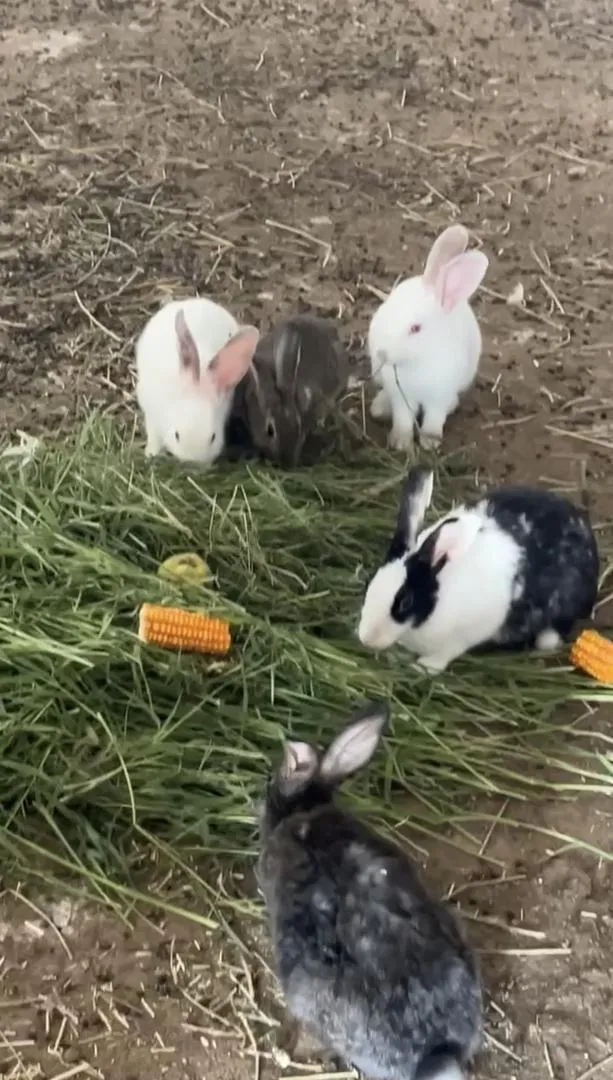 Lapins à vendre