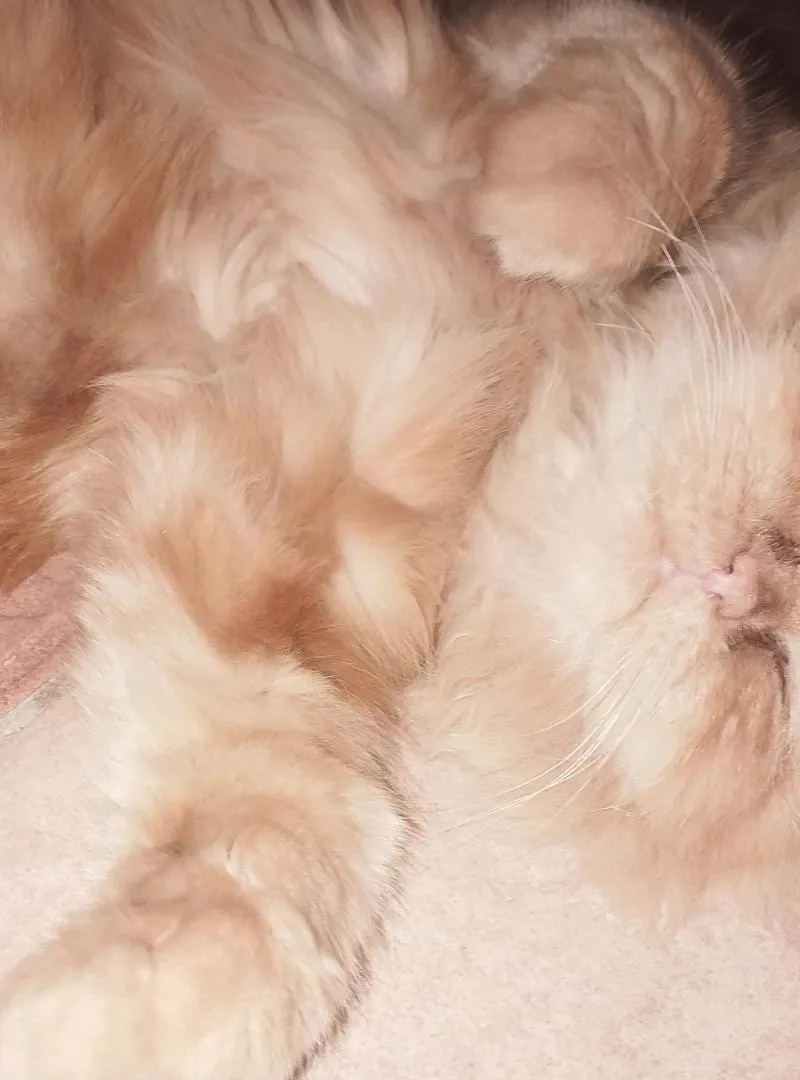 Belle chatte persane à vendre pour circonstances spéciales.