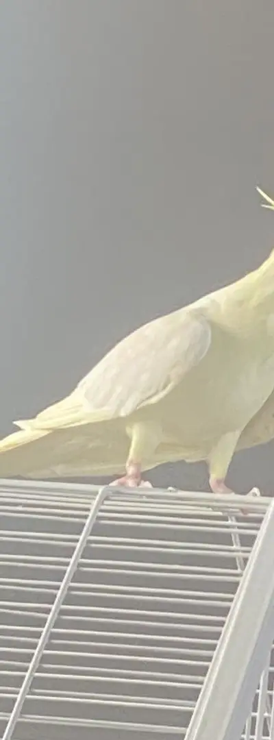 Calopsitte mâle qui chante bien