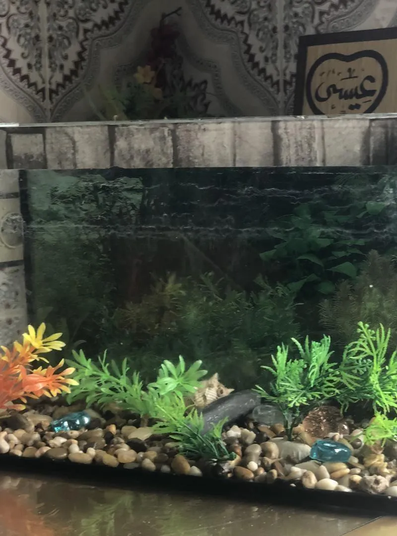 Aquarium en verre