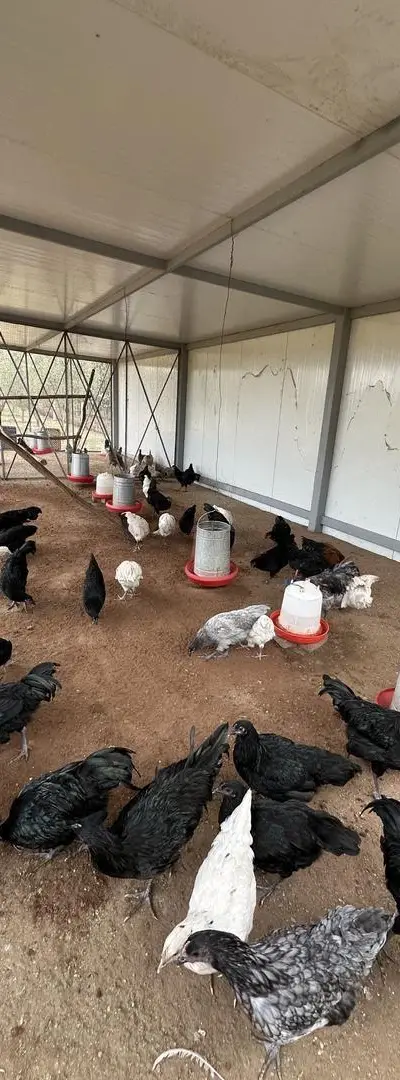 Poulet Australorp