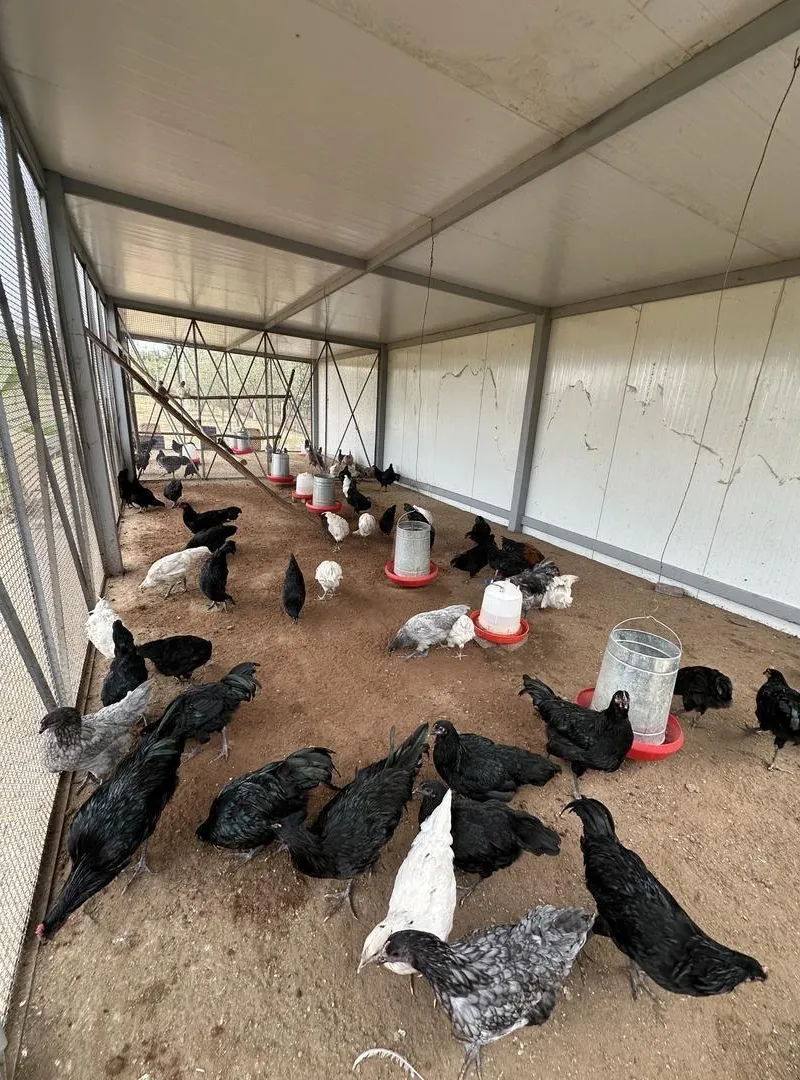 Poulet Australorp