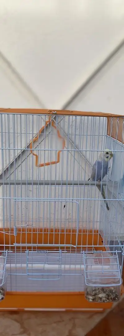Perruche rainbow avec cage