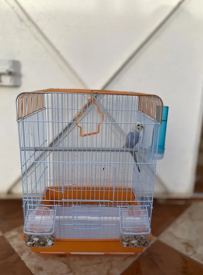 Perruche rainbow avec cage