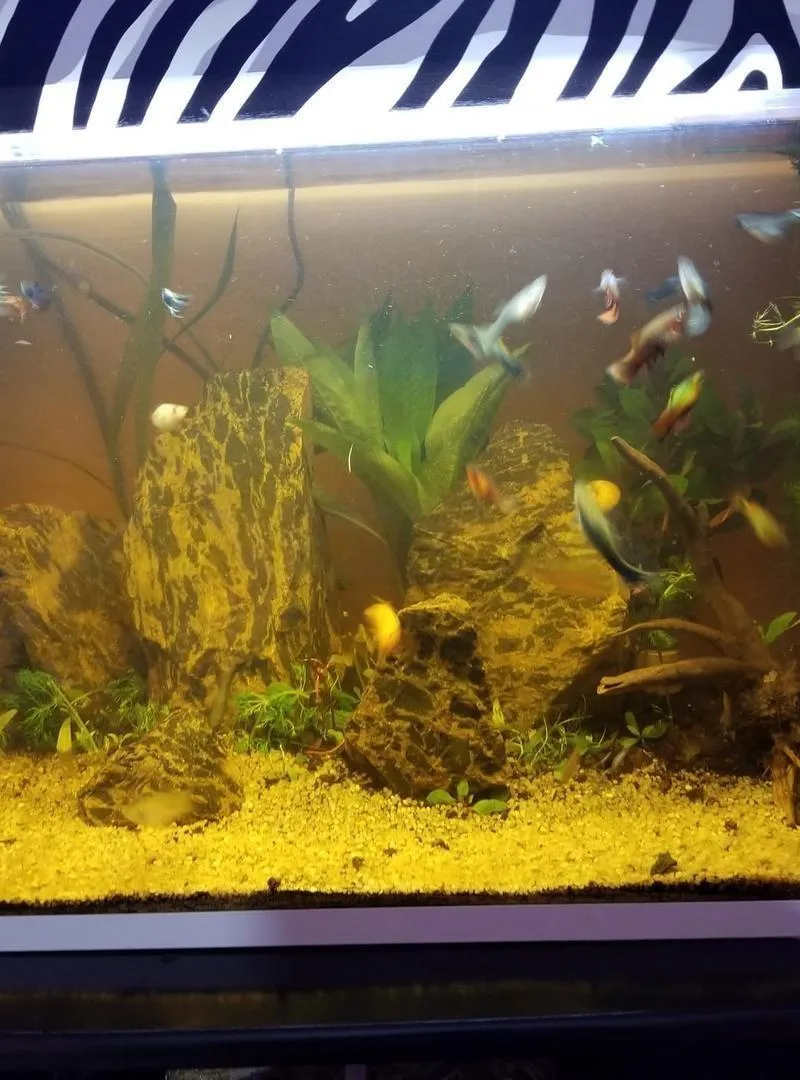 Trois aquariums..