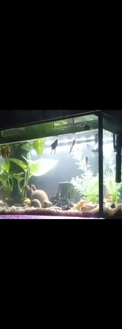 Aquariums sur mesure