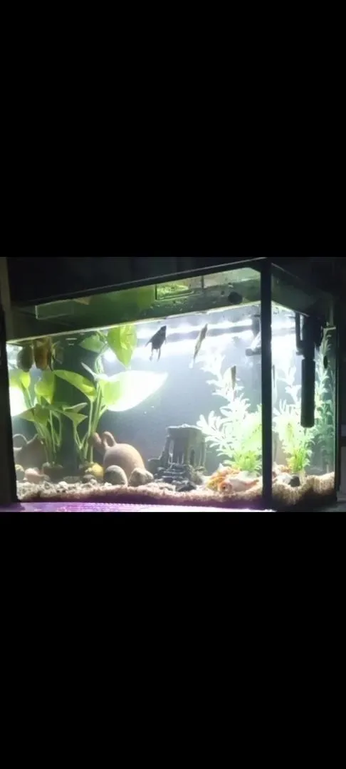 Aquariums sur mesure