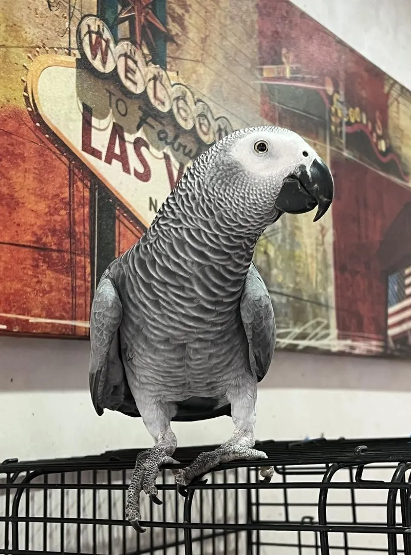 Gris du Gabon