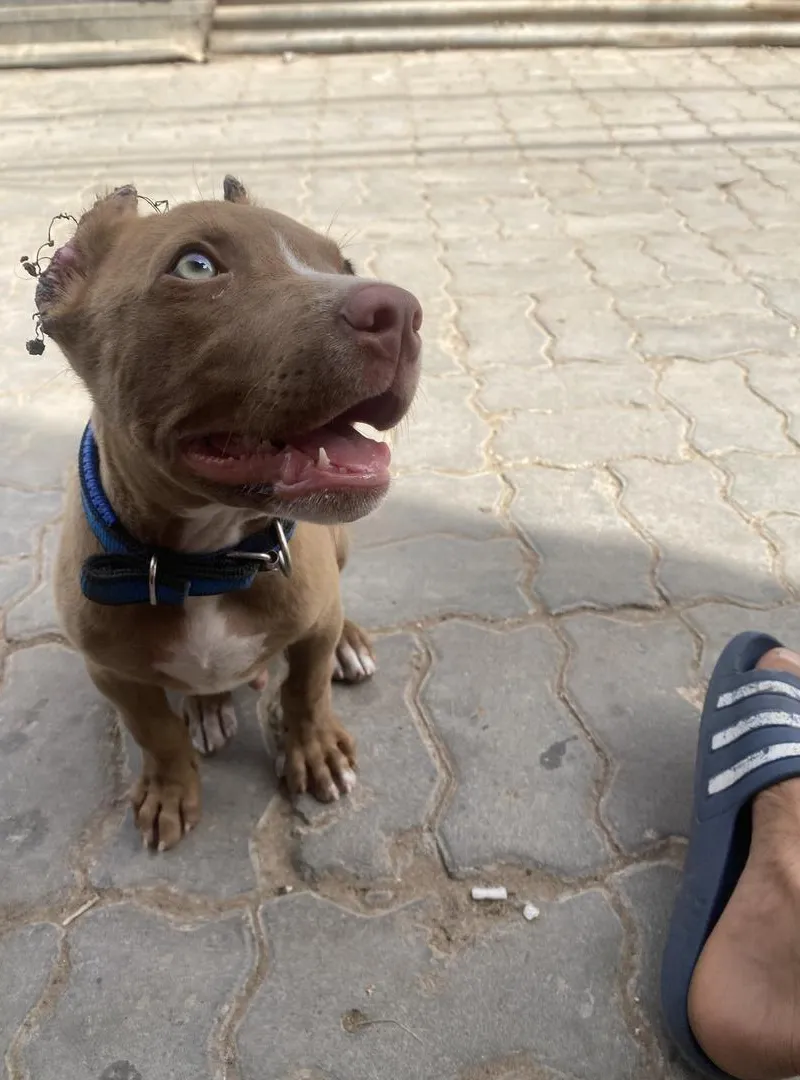 Rednose mâle 2 mois et demi, grand