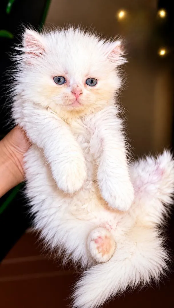 Chat persan à vendre