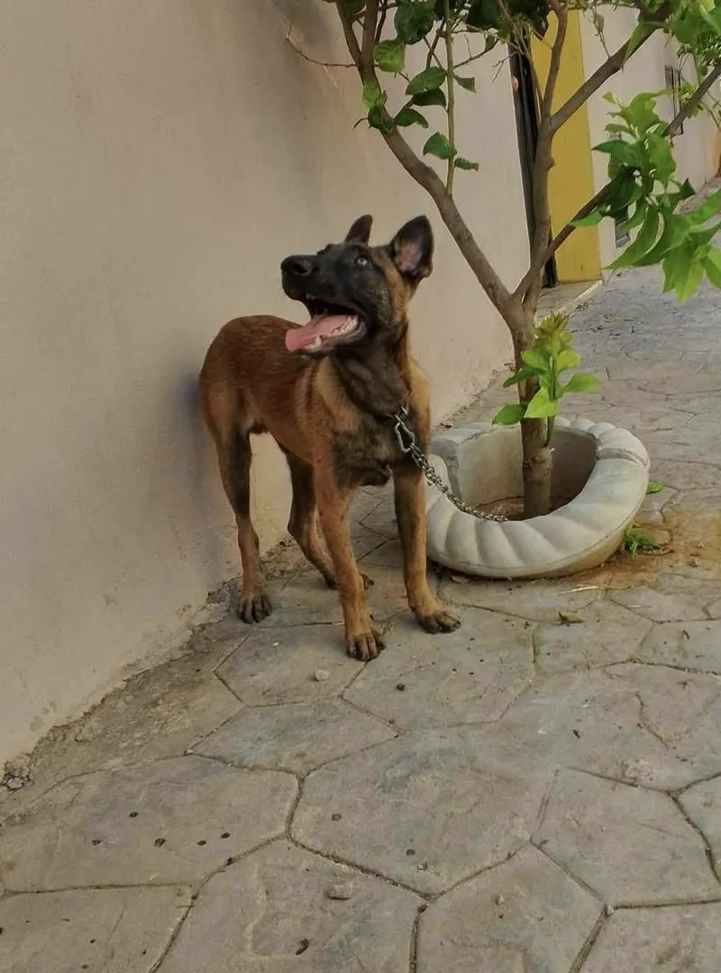 Chien malinois