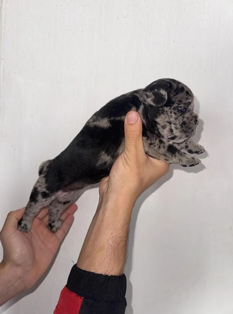 Femelle bouledogue français exotique aux yeux bleus