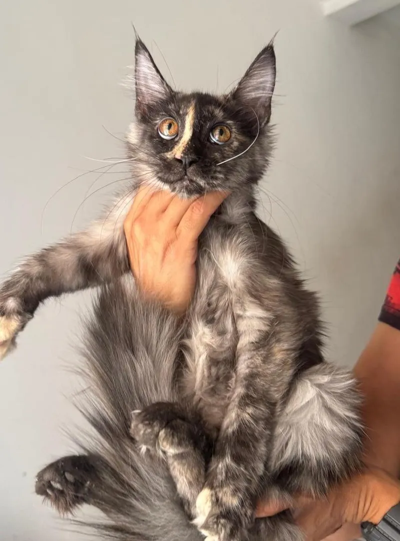 Mâle et Femelle Maine Coon