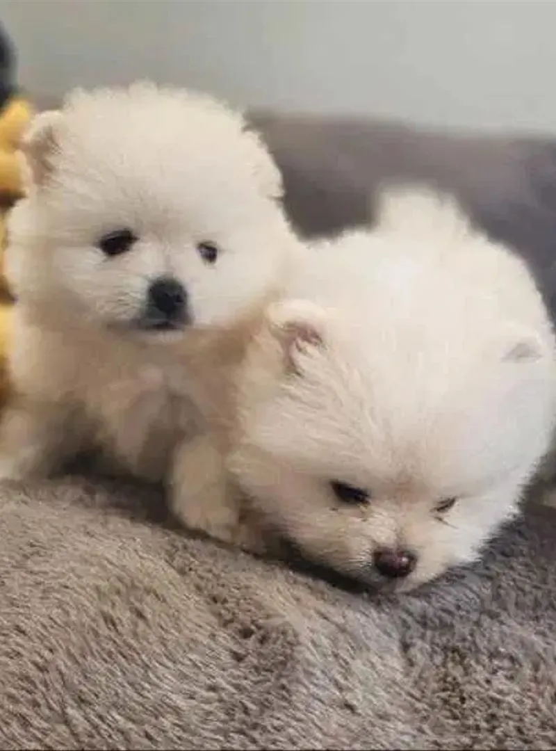 Spitz nain