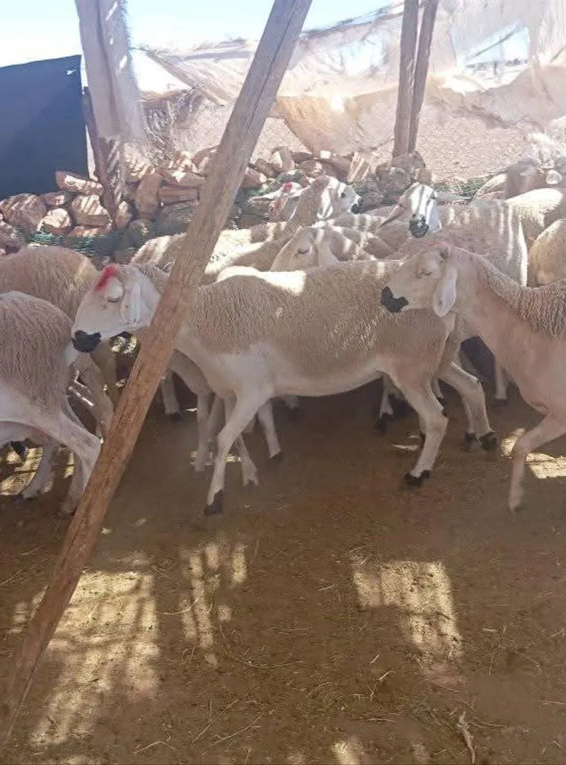 Mouton Sardi de bonne qualité à vendre, bon prix