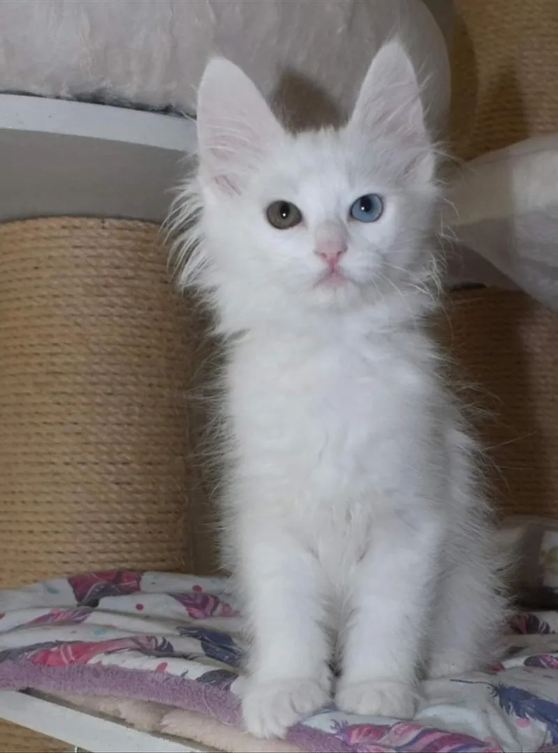 Chatons angora aux yeux vairons