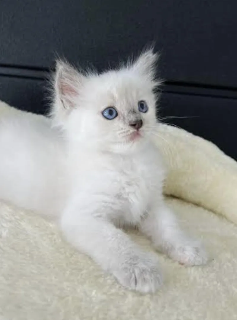 Siamois blanc