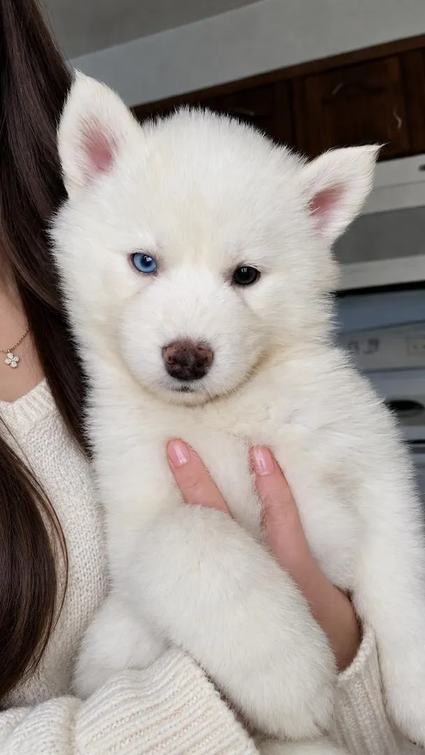 Pomsky yeux vairons avec carnet