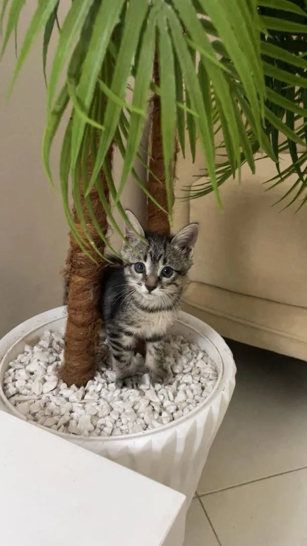 Chat tigrée