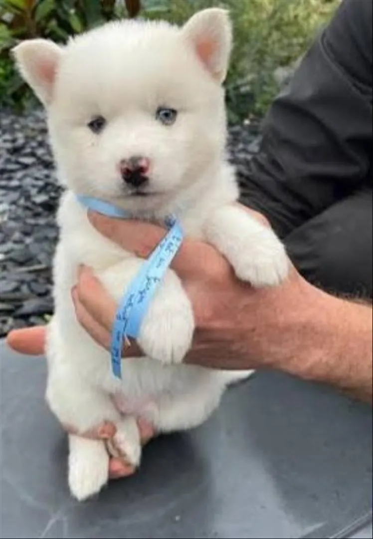 Husky Malamute blanc