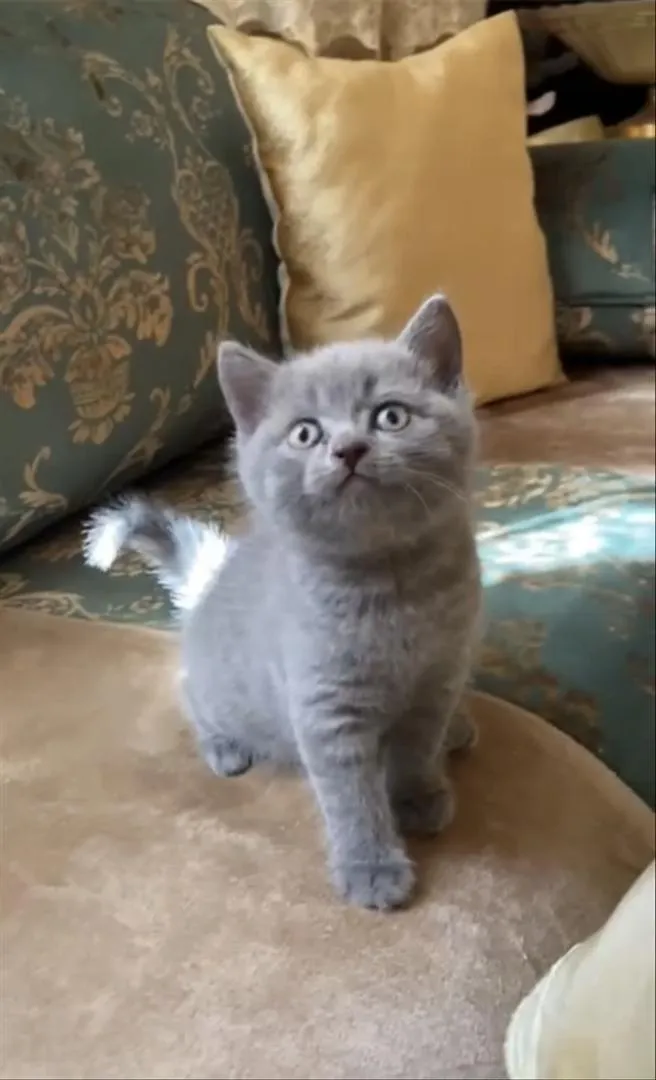 Chatons British Shorthair bleus