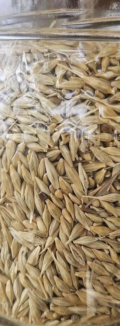 Orge bio Qualité Supérieure