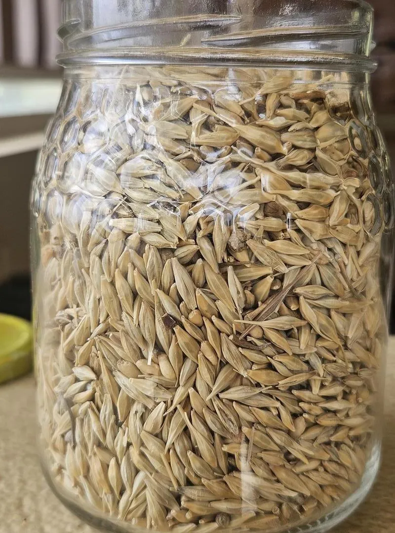 Orge bio Qualité Supérieure