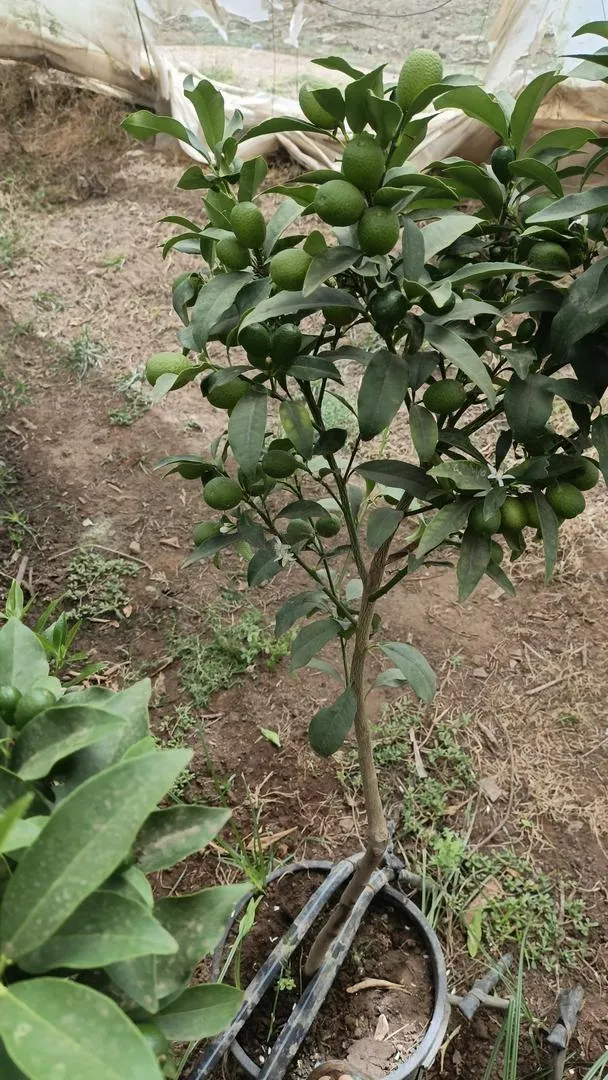 Vente de tous types d'arbres fruitiers