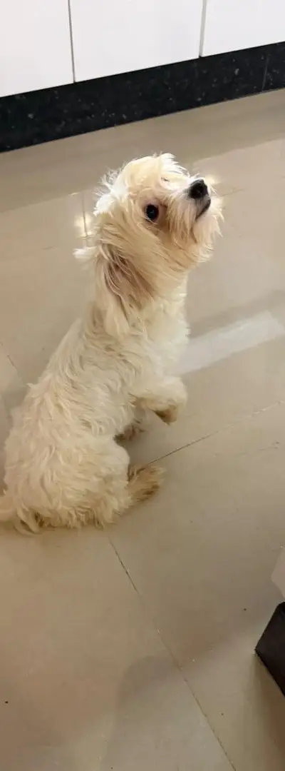 Petit chien à vendre