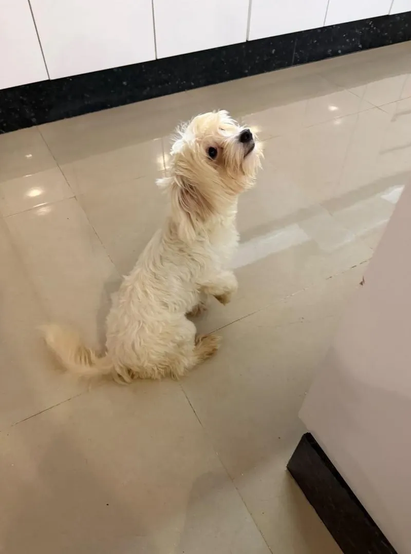 Petit chien à vendre