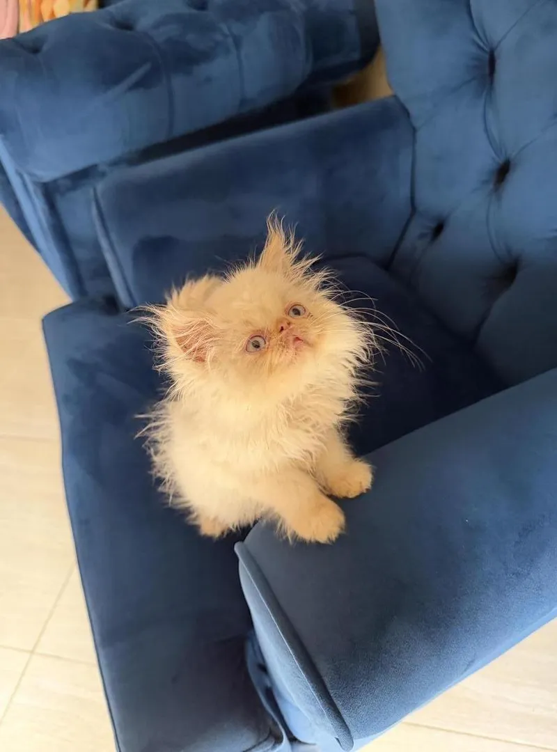Chat persan himalayen