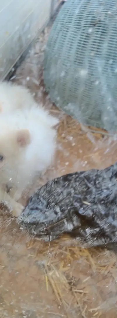 Spitz nains