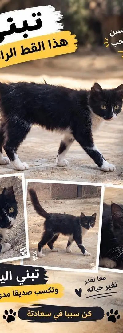 Chatte intelligente et belle