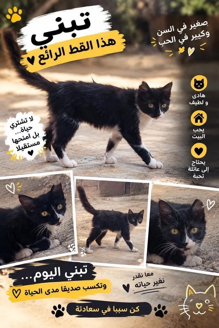 Chatte intelligente et belle