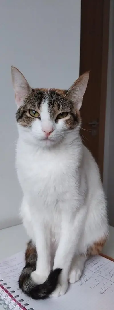 Chatte stérilisée et vaccinée à donner
