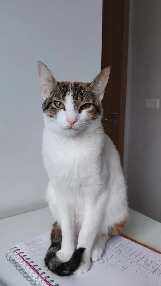Chatte stérilisée et vaccinée à donner