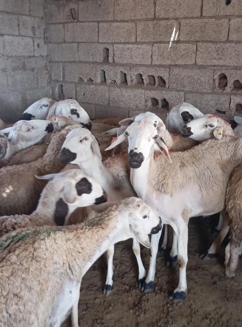 Belle brebis Sardi de bonne qualité, à vendre à bas prix