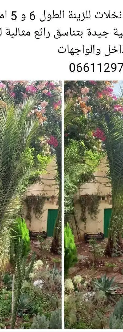 vente 2 palmiers décoratifs